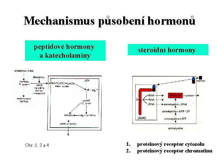 Mechanismus působení hormonů peptidové hormony a katecholaminy Obr. č. 3 a 4 steroidní hormony