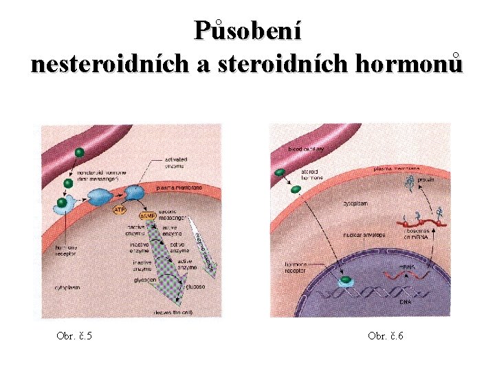 Působení nesteroidních a steroidních hormonů Obr. č. 5 Obr. č. 6 Působení nesteroidních a steroidních hormonů Obr. č. 5 Obr. č. 6