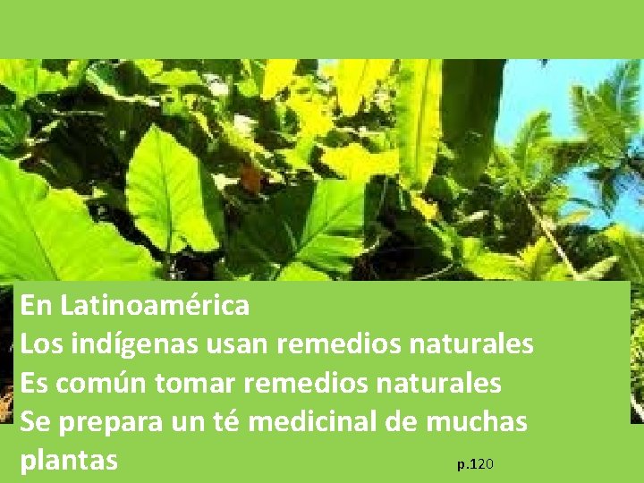 En Latinoamérica Los indígenas usan remedios naturales Es común tomar remedios naturales Se prepara