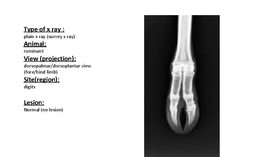 Type of x ray : plain x ray (survey x ray) Animal: ruminant View