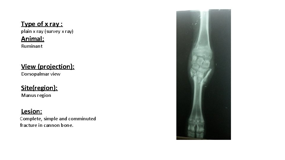 Type of x ray : plain x ray (survey x ray) Animal: Ruminant View