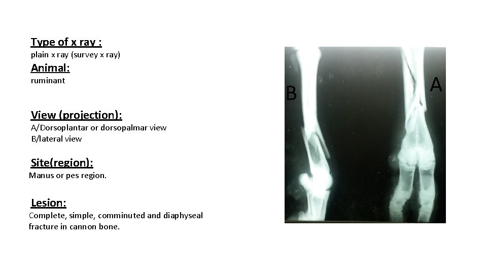 Type of x ray : plain x ray (survey x ray) Animal: ruminant View