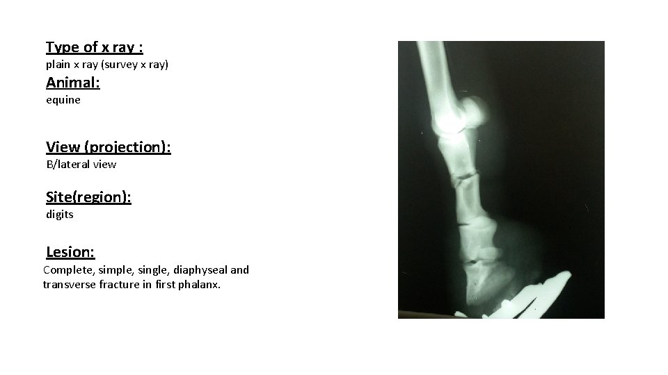 Type of x ray : plain x ray (survey x ray) Animal: equine View