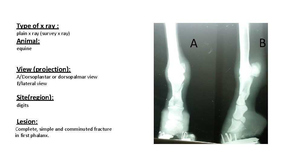 Type of x ray : plain x ray (survey x ray) Animal: equine View