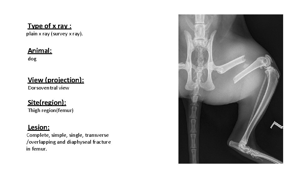 Type of x ray : plain x ray (survey x ray). Animal: dog View