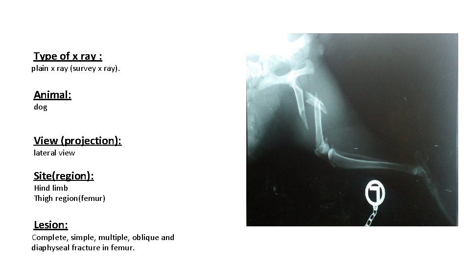 Type of x ray : plain x ray (survey x ray). Animal: dog View