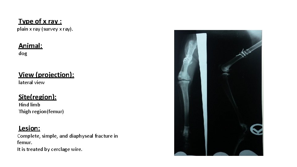 Type of x ray : plain x ray (survey x ray). Animal: dog View