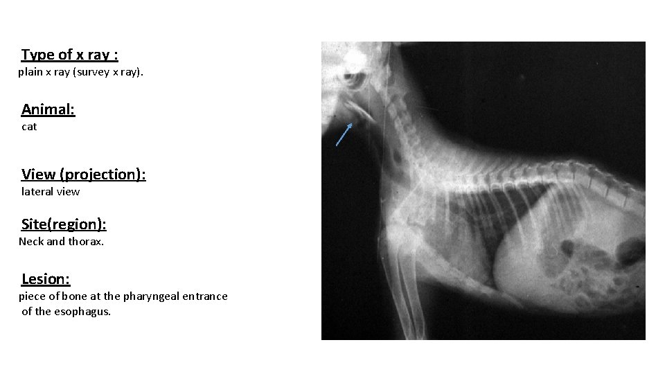 Type of x ray : plain x ray (survey x ray). Animal: cat View