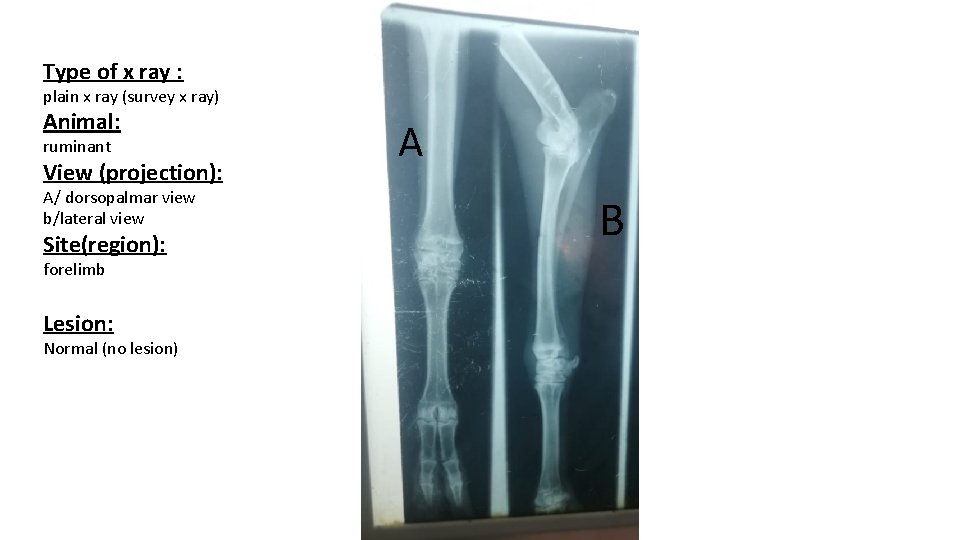 Type of x ray : plain x ray (survey x ray) Animal: ruminant View