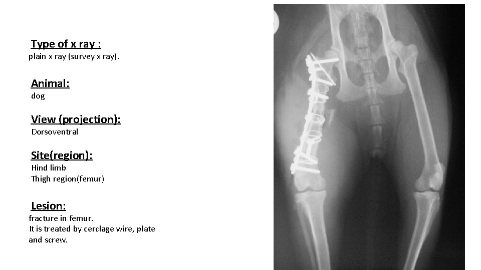 Type of x ray : plain x ray (survey x ray). Animal: dog View