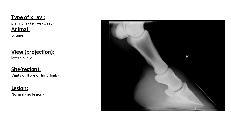 Type of x ray : plain x ray (survey x ray) Animal: Equine View