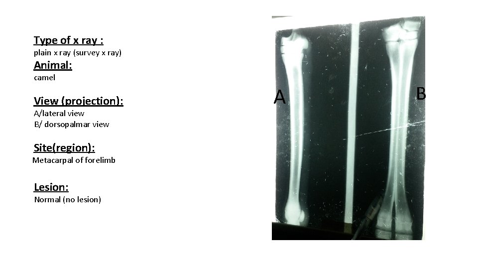 Type of x ray : plain x ray (survey x ray) Animal: camel View