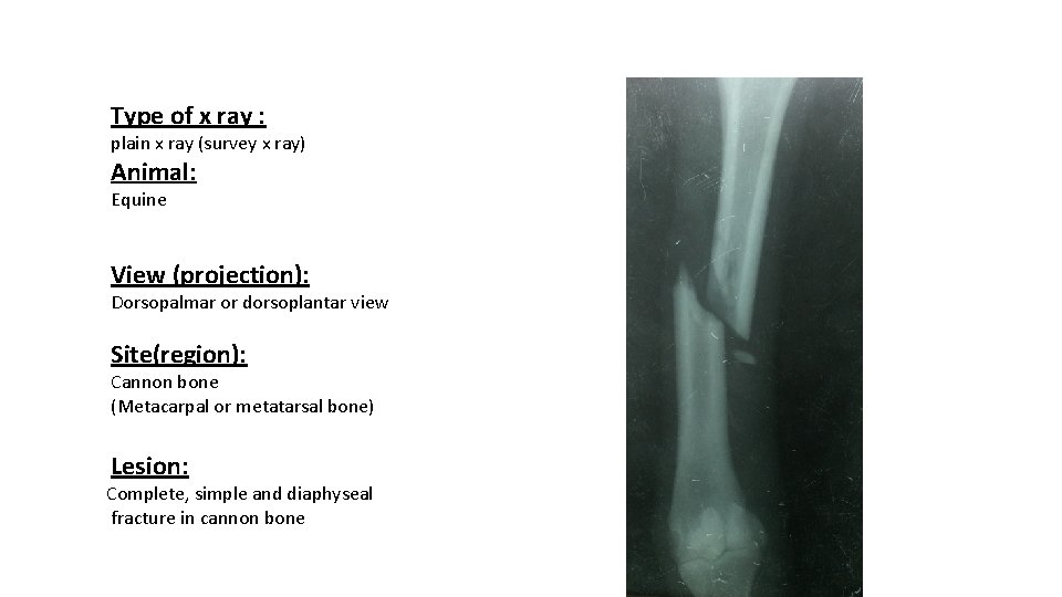 Type of x ray : plain x ray (survey x ray) Animal: Equine View