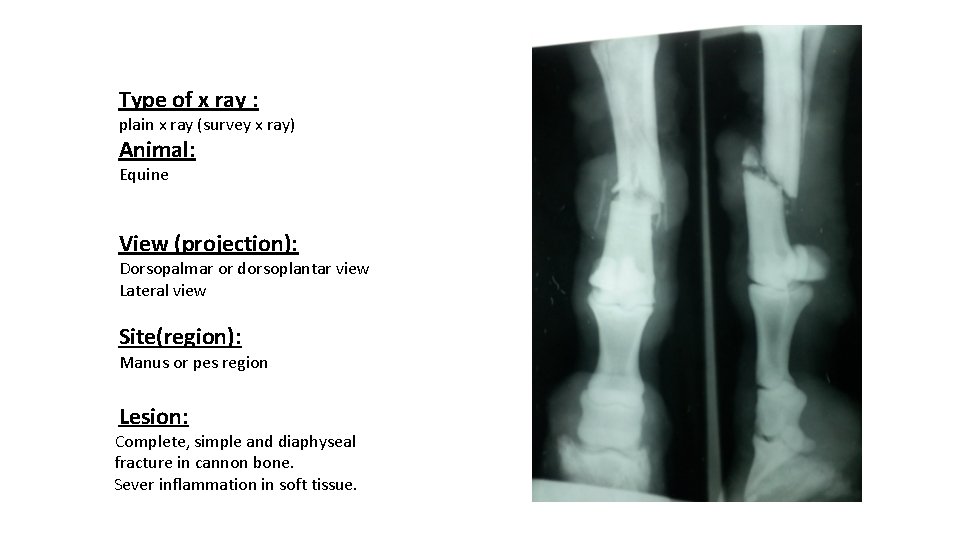 Type of x ray : plain x ray (survey x ray) Animal: Equine View