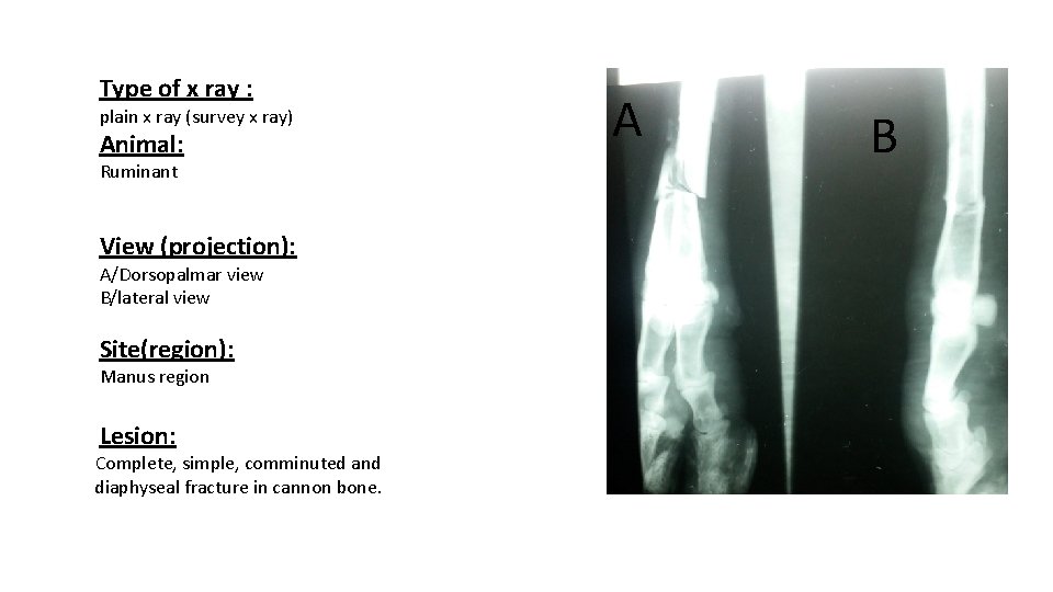Type of x ray : plain x ray (survey x ray) Animal: Ruminant View