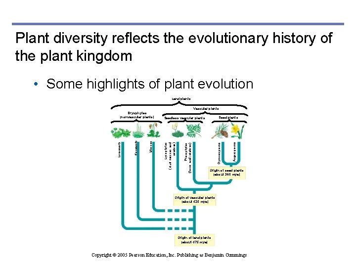 Plant diversity reflects the evolutionary history of the plant kingdom • Some highlights of