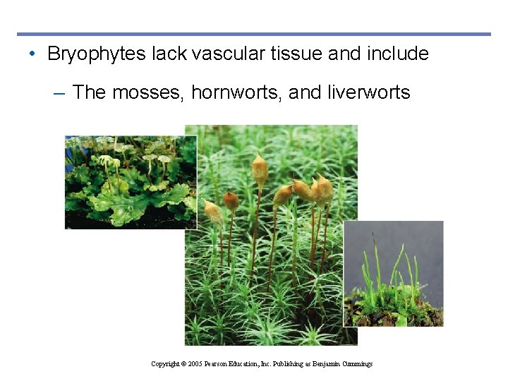 • Bryophytes lack vascular tissue and include – The mosses, hornworts, and liverworts