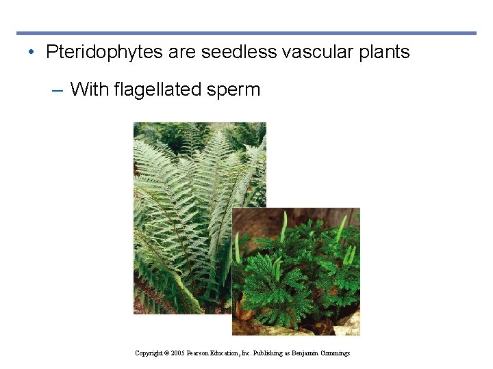  • Pteridophytes are seedless vascular plants – With flagellated sperm Copyright © 2005