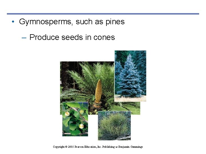  • Gymnosperms, such as pines – Produce seeds in cones Copyright © 2005