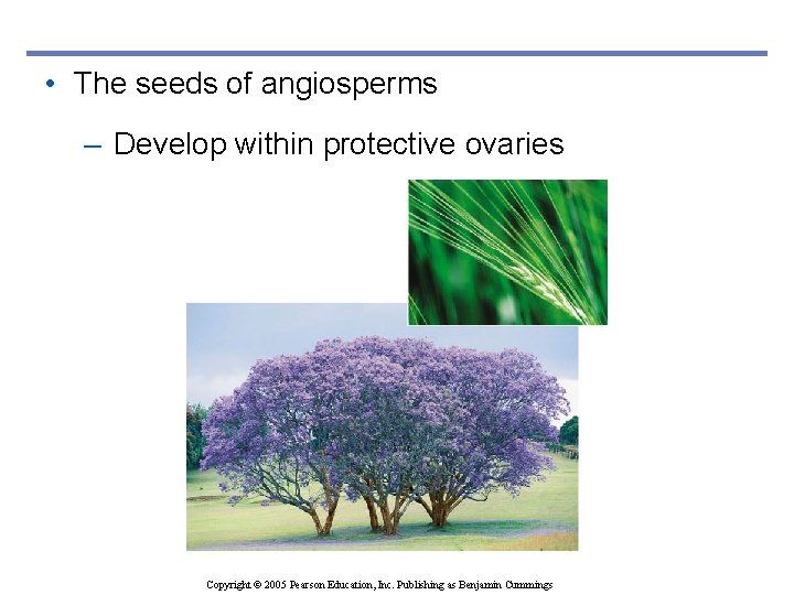  • The seeds of angiosperms – Develop within protective ovaries Copyright © 2005
