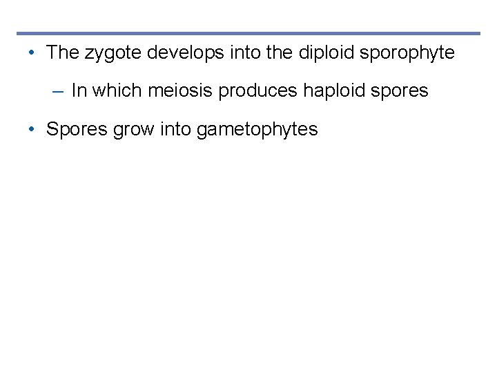  • The zygote develops into the diploid sporophyte – In which meiosis produces