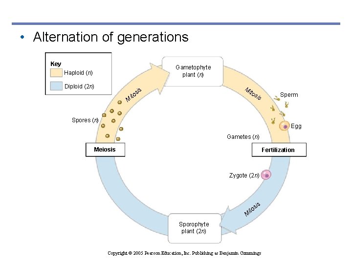  • Alternation of generations Key Gametophyte plant (n) Haploid (n) Diploid (2 n)
