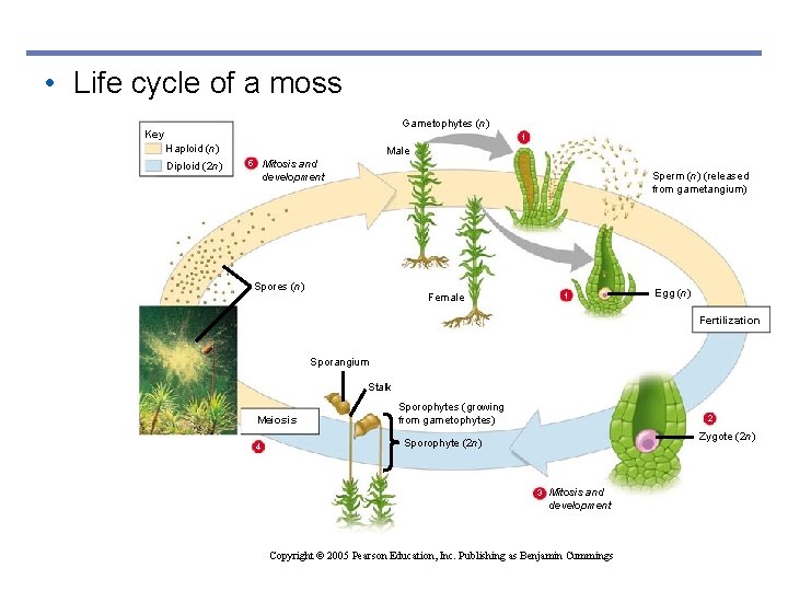  • Life cycle of a moss Gametophytes (n) Key 1 Haploid (n) Diploid