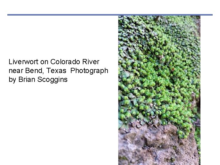 Liverwort on Colorado River near Bend, Texas Photograph by Brian Scoggins 