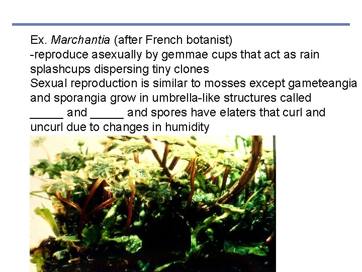 Ex. Marchantia (after French botanist) -reproduce asexually by gemmae cups that act as rain