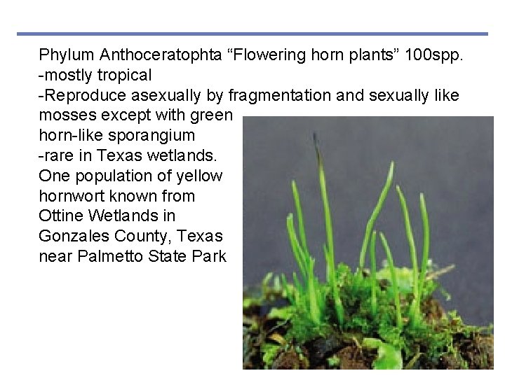 Phylum Anthoceratophta “Flowering horn plants” 100 spp. -mostly tropical -Reproduce asexually by fragmentation and