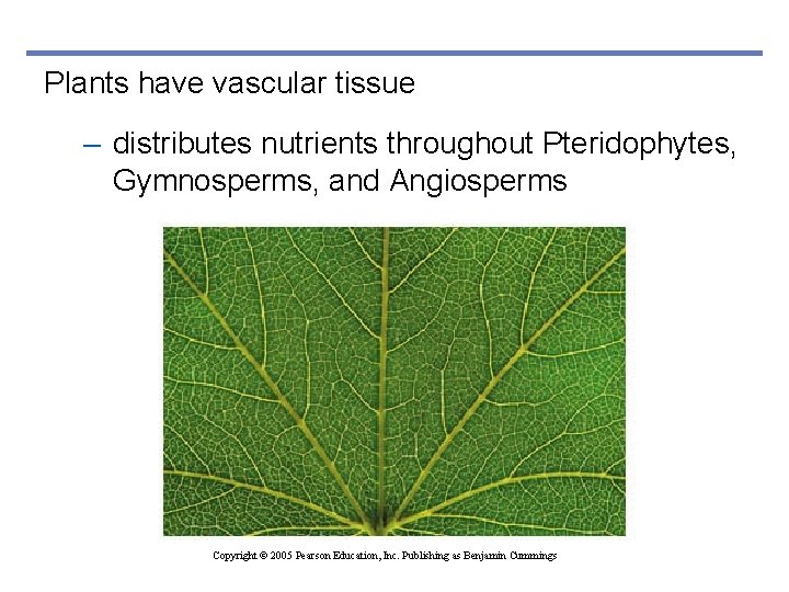 Plants have vascular tissue – distributes nutrients throughout Pteridophytes, Gymnosperms, and Angiosperms Copyright ©