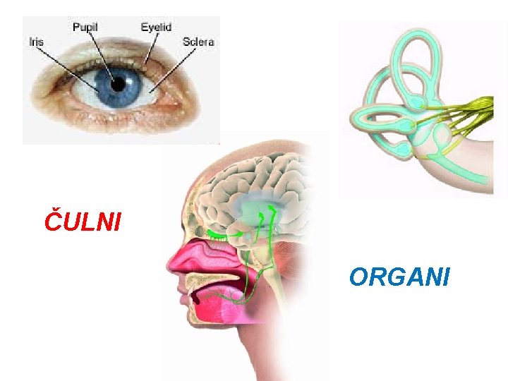 ČULNI ORGANI ČULNI ORGANI