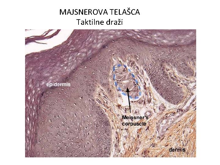 MAJSNEROVA TELAŠCA Taktilne draži MAJSNEROVA TELAŠCA Taktilne draži