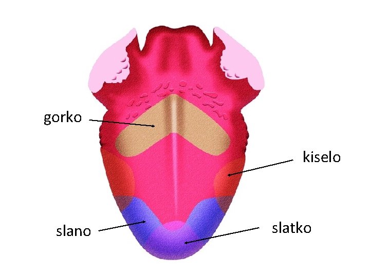 gorko kiselo slano slatko gorko kiselo slano slatko