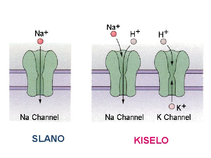 SLANO KISELO SLANO KISELO