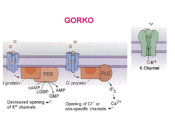 GORKO GORKO