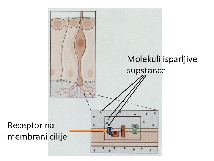 Molekuli isparljive supstance Receptor na membrani cilije Molekuli isparljive supstance Receptor na membrani cilije