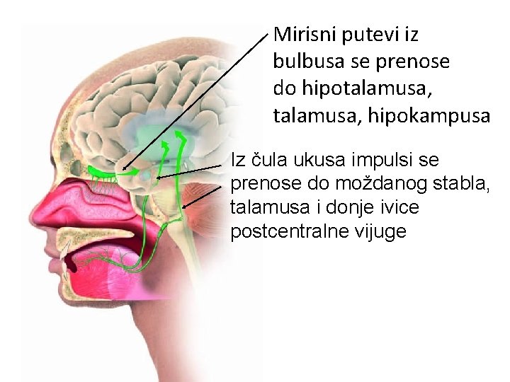 Mirisni putevi iz bulbusa se prenose do hipotalamusa, hipokampusa Iz čula ukusa impulsi se Mirisni putevi iz bulbusa se prenose do hipotalamusa, hipokampusa Iz čula ukusa impulsi se