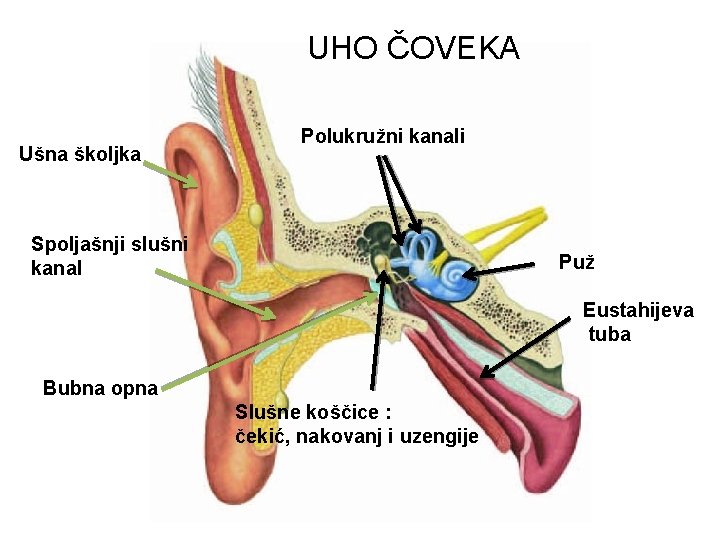 UHO ČOVEKA Ušna školjka Polukružni kanali Spoljašnji slušni kanal Puž Eustahijeva tuba Bubna opna UHO ČOVEKA Ušna školjka Polukružni kanali Spoljašnji slušni kanal Puž Eustahijeva tuba Bubna opna
