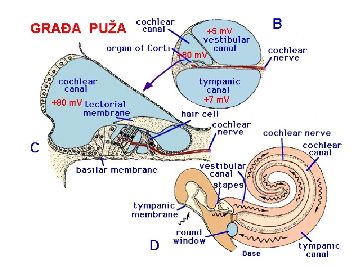 GRAĐA PUŽA +5 m. V +80 m. V +7 m. V GRAĐA PUŽA +5 m. V +80 m. V +7 m. V