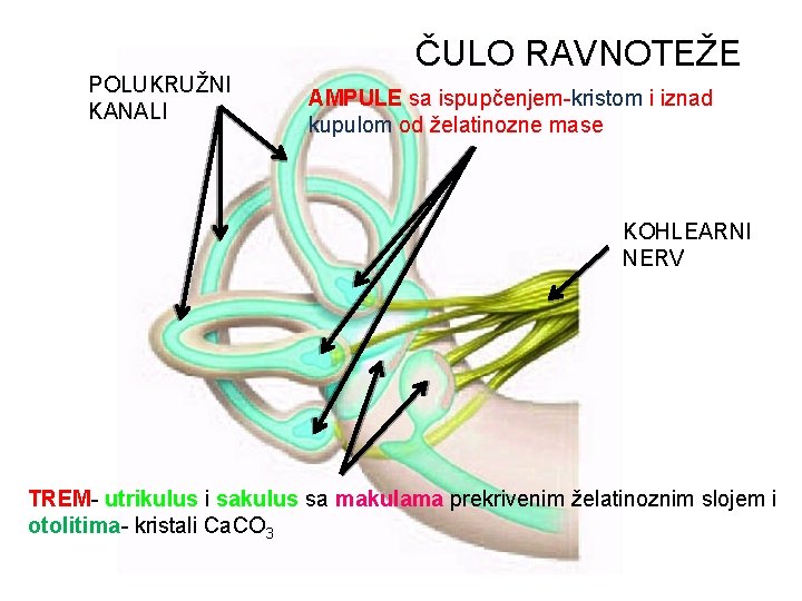 POLUKRUŽNI KANALI ČULO RAVNOTEŽE AMPULE sa ispupčenjem-kristom i iznad kupulom od želatinozne mase KOHLEARNI POLUKRUŽNI KANALI ČULO RAVNOTEŽE AMPULE sa ispupčenjem-kristom i iznad kupulom od želatinozne mase KOHLEARNI