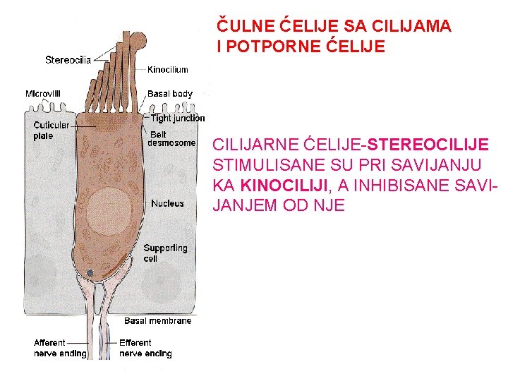 ČULNE ĆELIJE SA CILIJAMA I POTPORNE ĆELIJE CILIJARNE ĆELIJE-STEREOCILIJE STIMULISANE SU PRI SAVIJANJU KA ČULNE ĆELIJE SA CILIJAMA I POTPORNE ĆELIJE CILIJARNE ĆELIJE-STEREOCILIJE STIMULISANE SU PRI SAVIJANJU KA