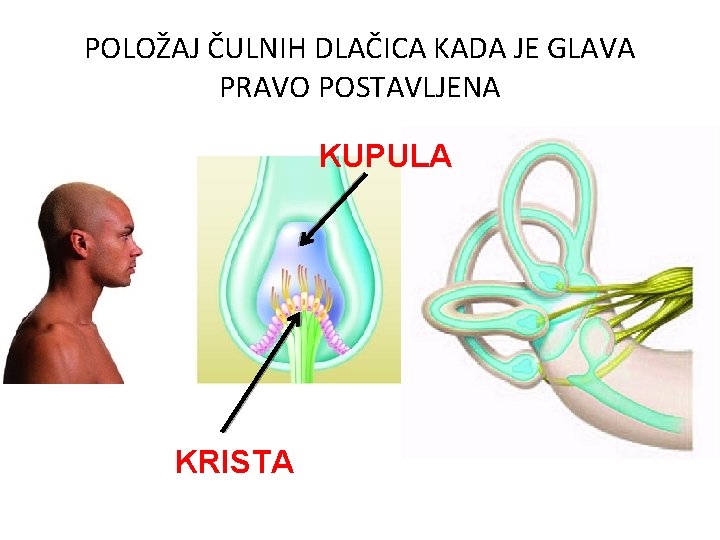 POLOŽAJ ČULNIH DLAČICA KADA JE GLAVA PRAVO POSTAVLJENA KUPULA KRISTA POLOŽAJ ČULNIH DLAČICA KADA JE GLAVA PRAVO POSTAVLJENA KUPULA KRISTA