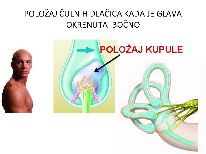 POLOŽAJ ČULNIH DLAČICA KADA JE GLAVA OKRENUTA BOČNO POLOŽAJ KUPULE POLOŽAJ ČULNIH DLAČICA KADA JE GLAVA OKRENUTA BOČNO POLOŽAJ KUPULE