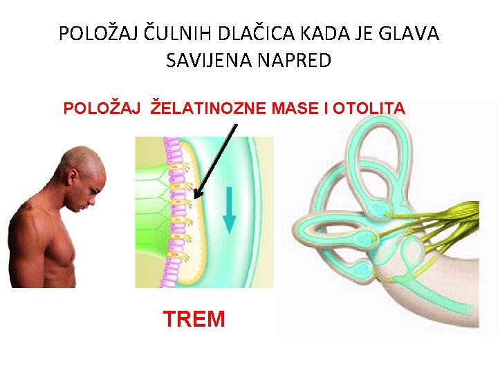POLOŽAJ ČULNIH DLAČICA KADA JE GLAVA SAVIJENA NAPRED POLOŽAJ ŽELATINOZNE MASE I OTOLITA TREM POLOŽAJ ČULNIH DLAČICA KADA JE GLAVA SAVIJENA NAPRED POLOŽAJ ŽELATINOZNE MASE I OTOLITA TREM