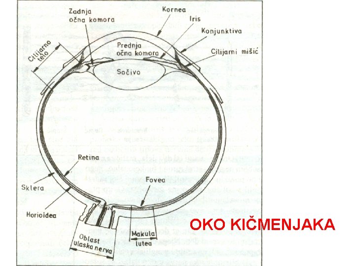 OKO KIČMENJAKA OKO KIČMENJAKA