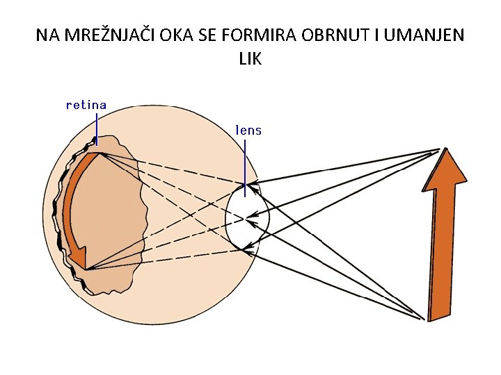 NA MREŽNJAČI OKA SE FORMIRA OBRNUT I UMANJEN LIK NA MREŽNJAČI OKA SE FORMIRA OBRNUT I UMANJEN LIK