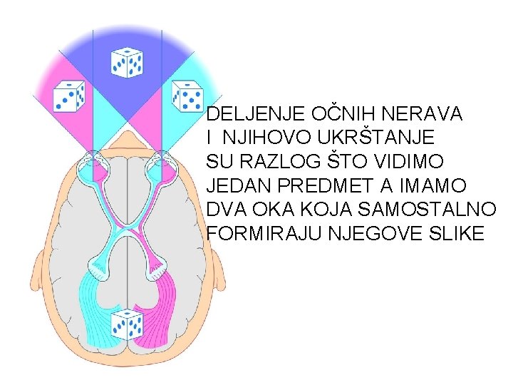 DELJENJE OČNIH NERAVA I NJIHOVO UKRŠTANJE SU RAZLOG ŠTO VIDIMO JEDAN PREDMET A IMAMO DELJENJE OČNIH NERAVA I NJIHOVO UKRŠTANJE SU RAZLOG ŠTO VIDIMO JEDAN PREDMET A IMAMO