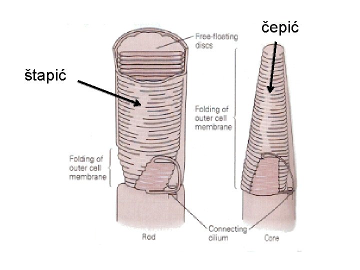 čepić štapić čepić štapić