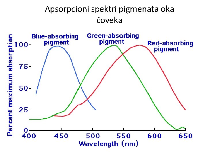 Apsorpcioni spektri pigmenata oka čoveka Apsorpcioni spektri pigmenata oka čoveka